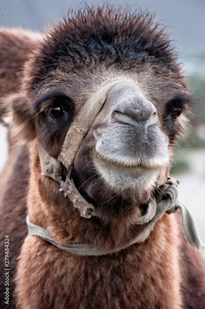 Close up funny camel face.