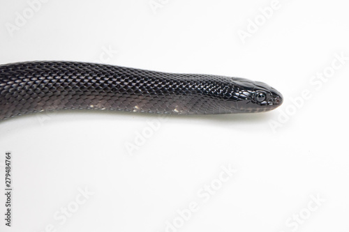 black king snake
