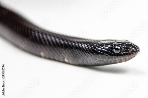black king snake
