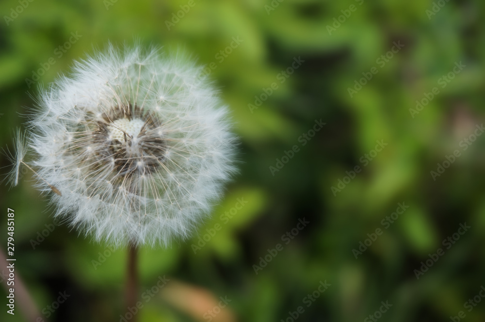 white dandelion on a background of green grass white dandelion on a background of green grass