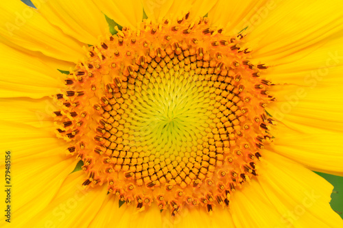 sunflowers blossom