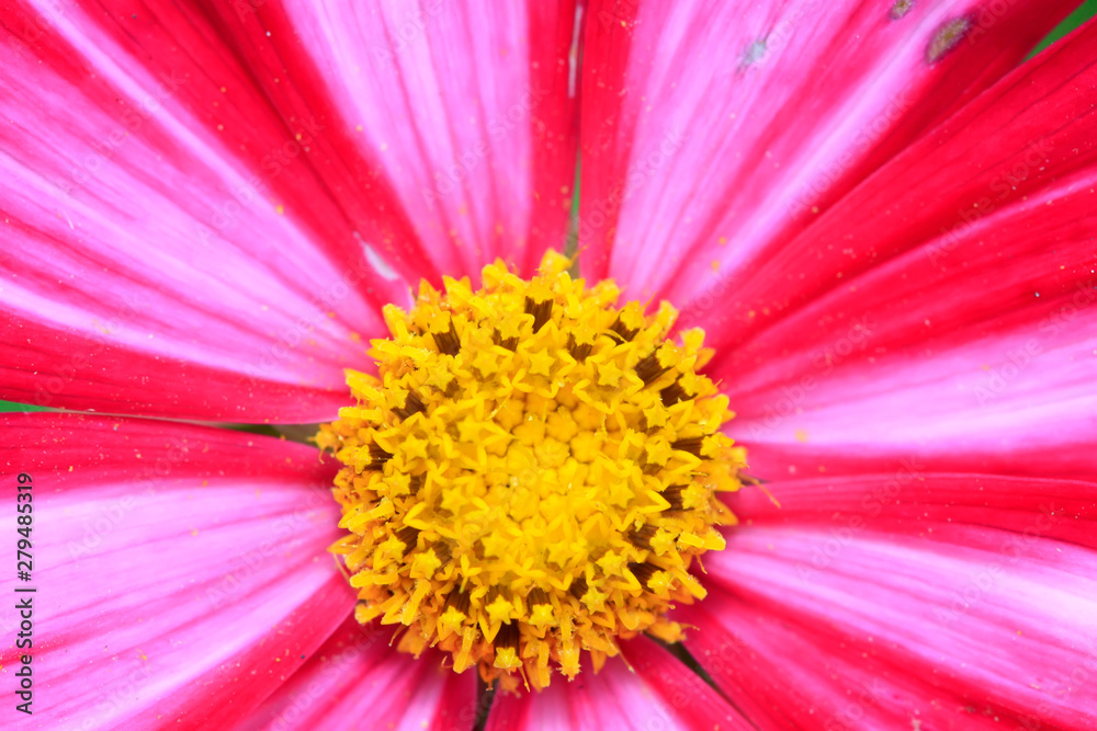 cosmos flowers blossom cosmos flowers blossom
