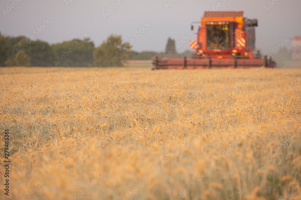 Fototapeta premium Harvesting wheat. Harvester combine in the field.