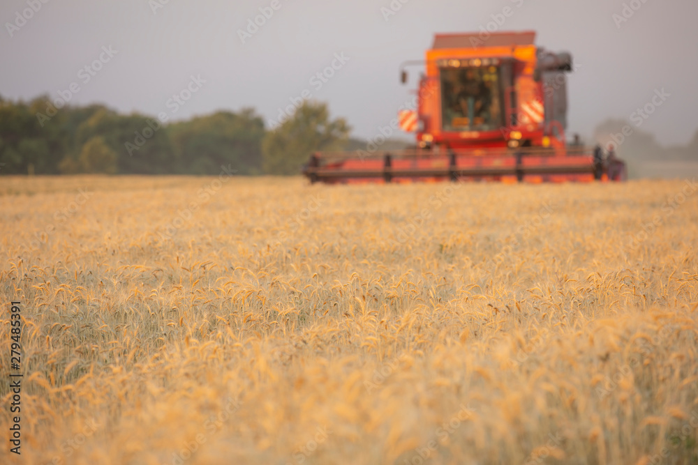 Fototapeta premium Harvesting wheat. Harvester combine in the field.