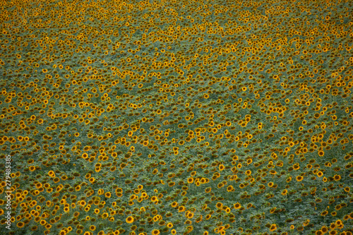 Sunflower field, view from above