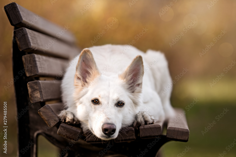 Kanadischer Schäferhund" Images – Browse 14 Stock Photos, Vectors, and  Video | Adobe Stock