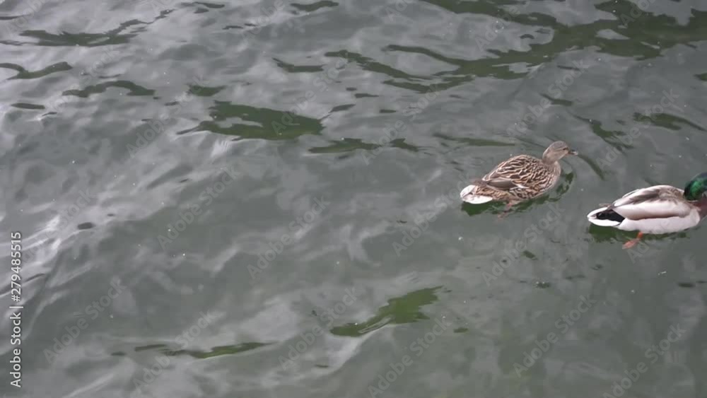 Two ducks swim on rough Bohinj lake Two ducks swim on rough Bohinj lake