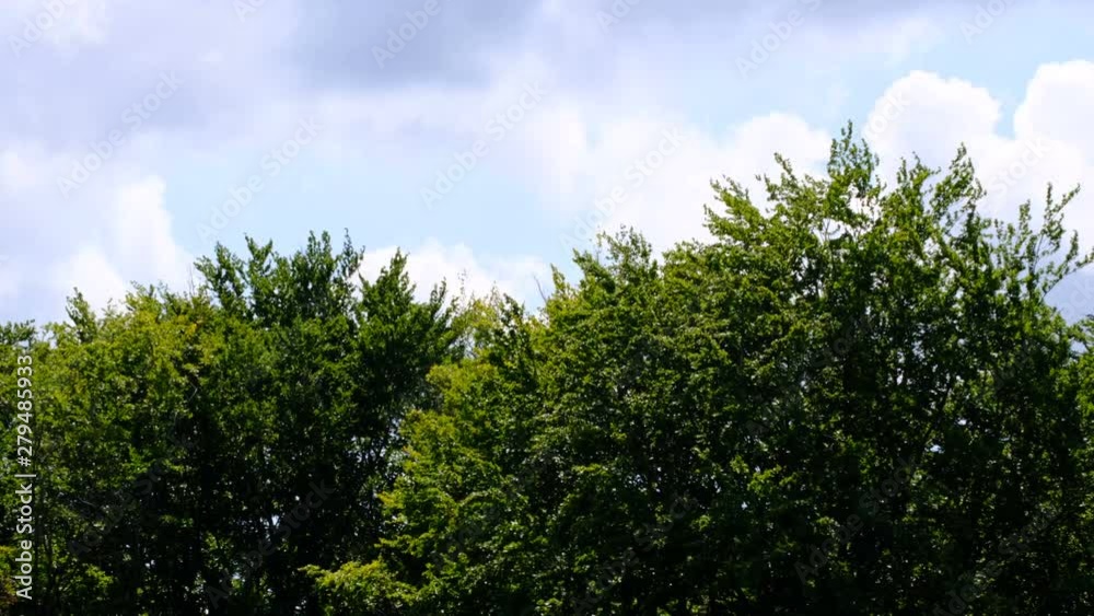 Natural scene video sketching with trees and cloudy summer day sky Natural scene video sketching with trees and cloudy summer day sky