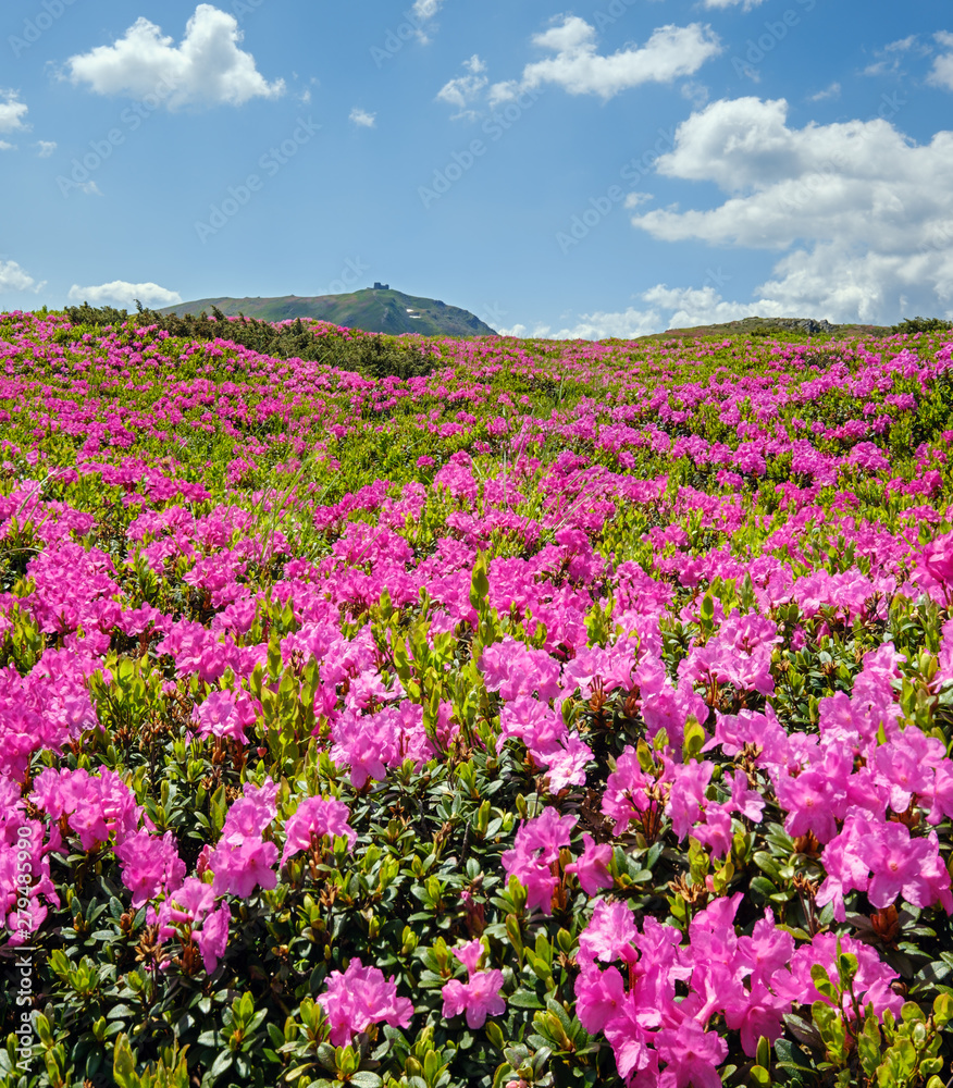 Blossoming slopes (rhododendron flowers ) of Carpathians. Blossoming slopes (rhododendron flowers ) of Carpathians.
