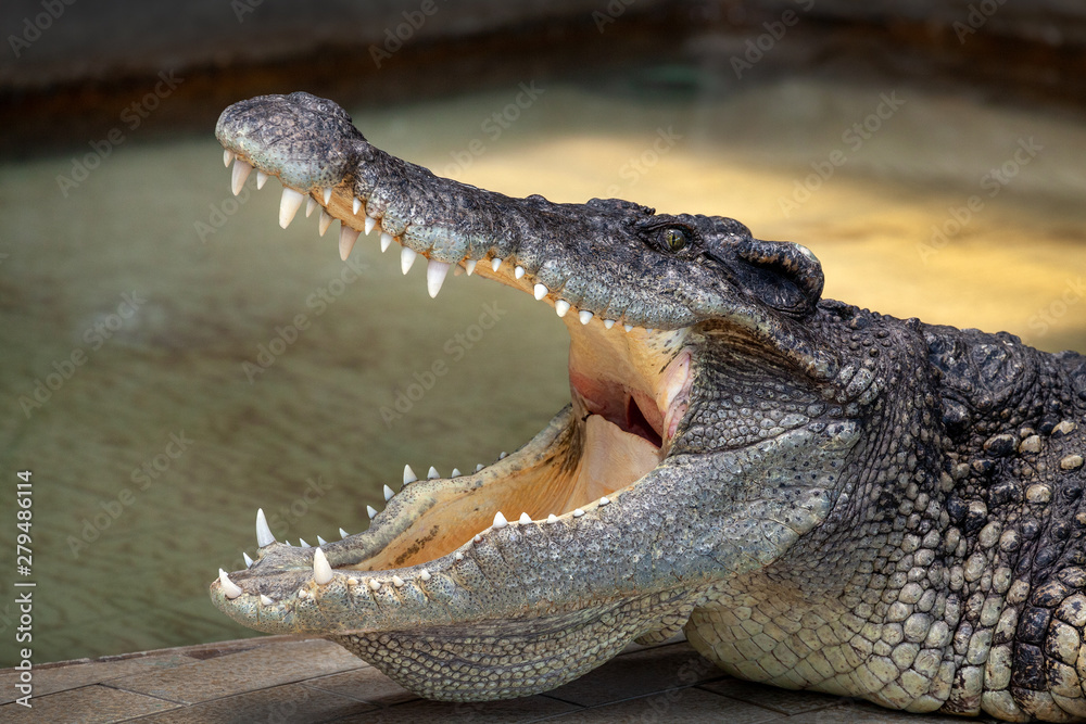 Obraz premium Wildlife crocodile open mouth isolated.
