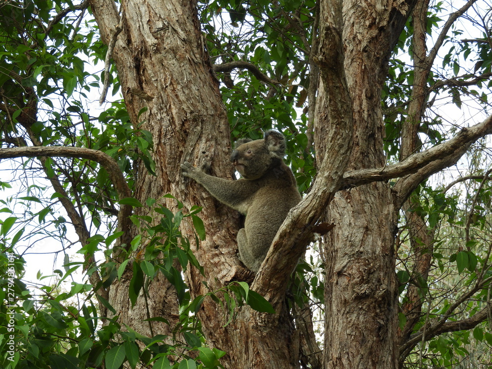 Obraz premium Koala Bear