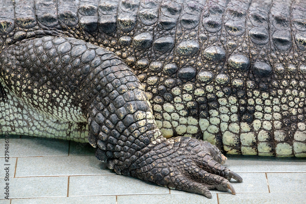 Fototapeta premium Crocodile skin and tail texture background .