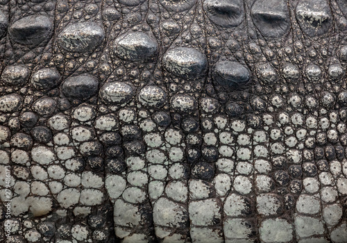 Crocodile skin and tail texture background .