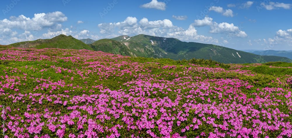 Blossoming slopes of Carpathian mountains with pink rhododendron flowers