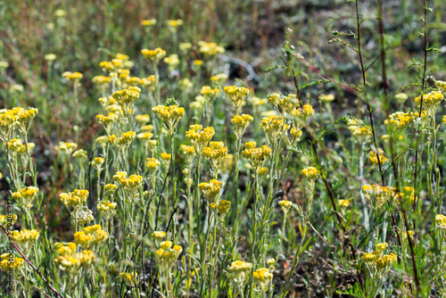 Helichrysum arenarium, dwarf everlast, immortelle yellow flowers