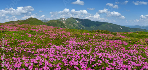 Blossoming slopes of Carpathian mountains with pink rhododendron flowers