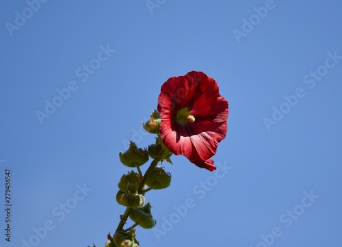 red poppy in the sky
