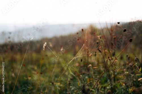 Beautiful wildflowers and herbs with spider web in sunny meadow at sunset in mountains. Gathering herbs in mountains  natural floral wallpaper.