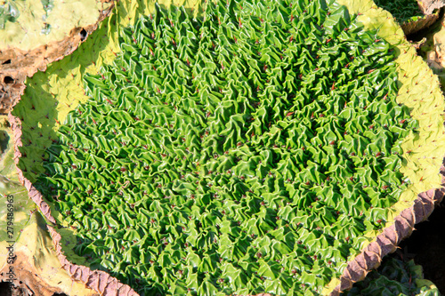 gorgon euryale leaf photo