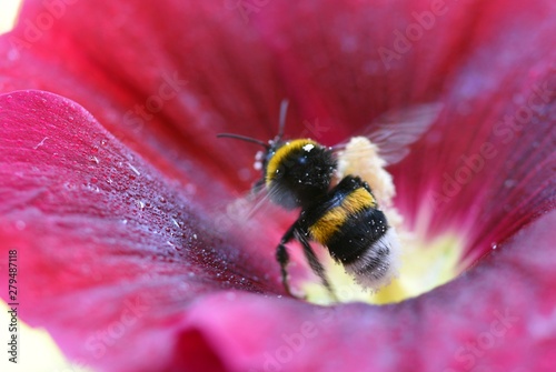 bumblebee on a flower