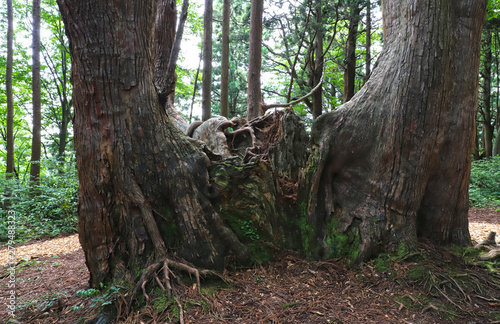 【山形県 日本の観光名所】幻想の森 ウラ杉