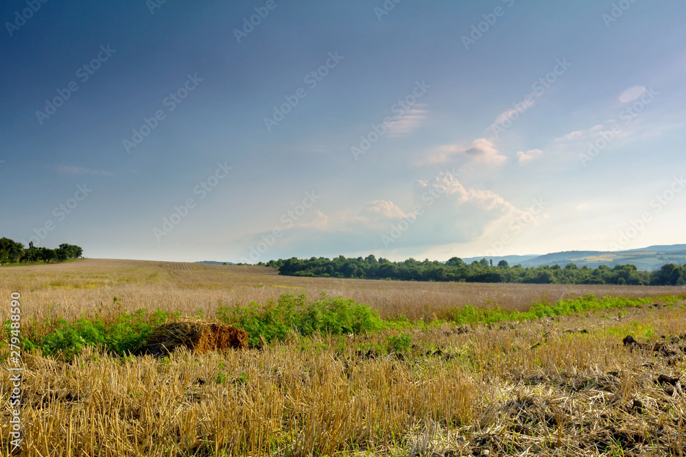 summer landscape of harvested wheat fields