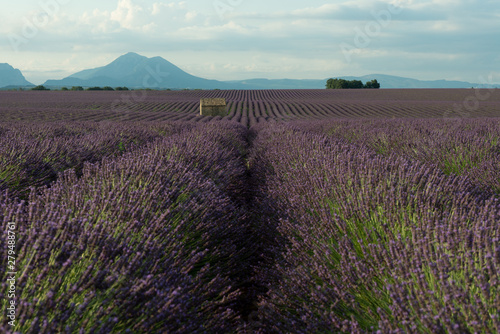 Lavendel