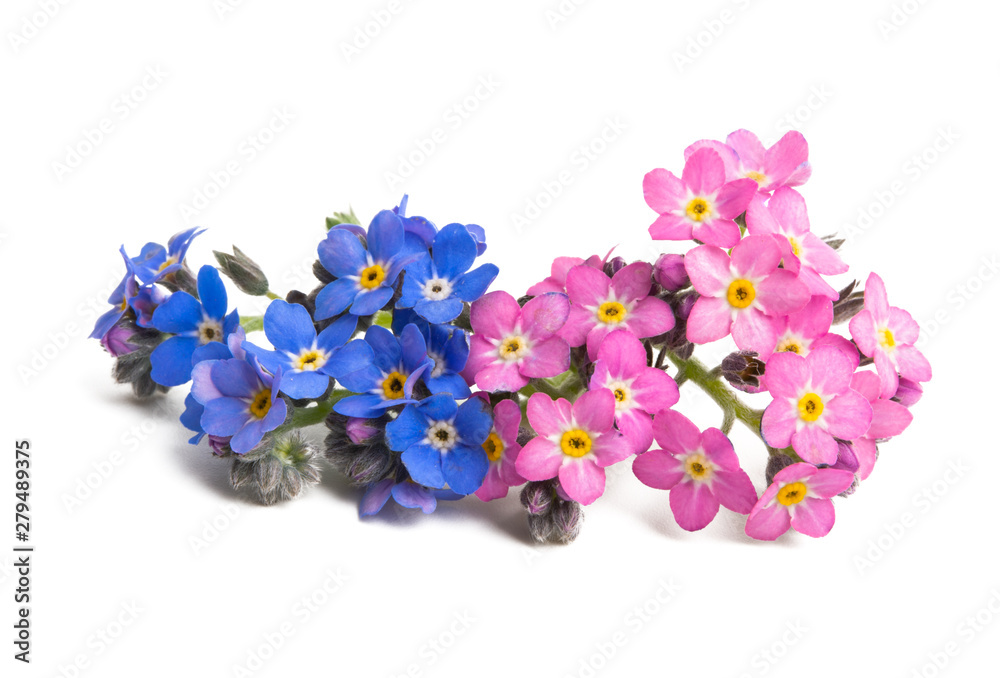 forget-me-not flower isolated forget-me-not flower isolated