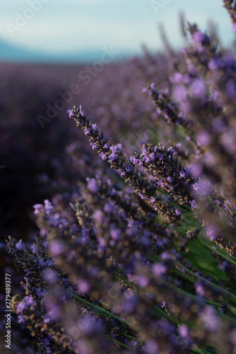 Lavendel