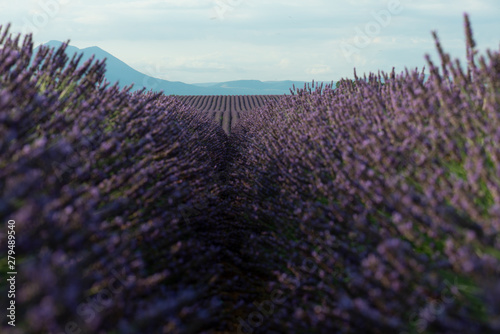 Lavendel