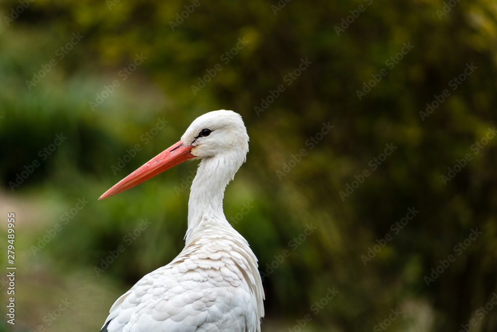Fototapeta premium Portrait von einem weiss storch (ciconiidae)