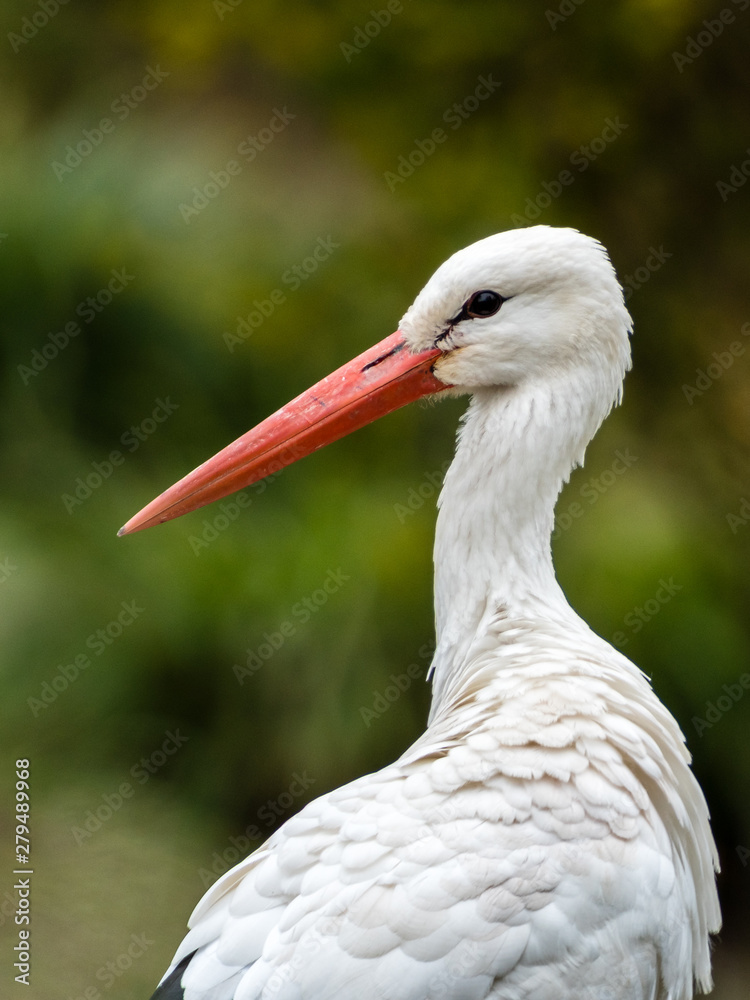 Fototapeta premium Portrait von einem weiss storch (ciconiidae)