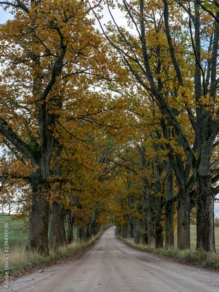 Obraz premium big and old tree alley with road, autumn colors, Latvia