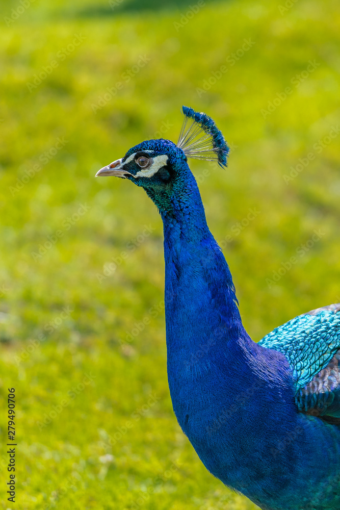 Fototapeta premium Blauer Pfau Pavo cristatus