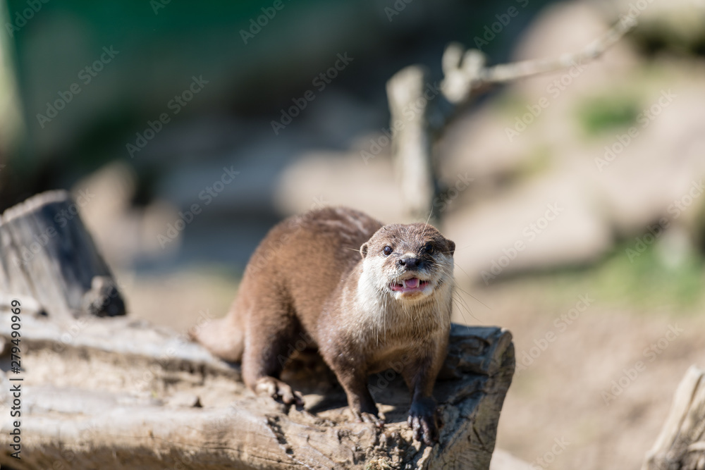 Fischotter (lutra lutra) beim Fressen und kauen mit scharfen zähnen.