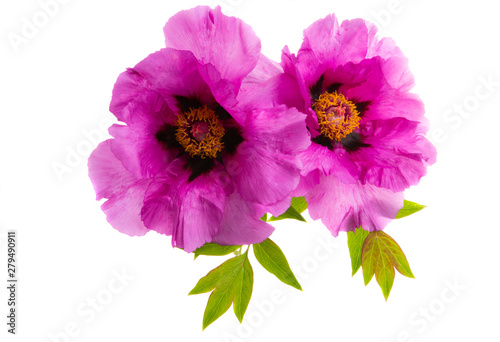 peony flower closeup isolated