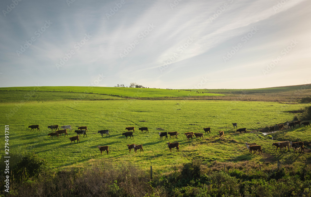The pasture field and cattle herd 02 The pasture field and cattle herd 02