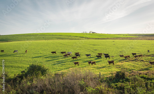 The pasture field and cattle herd 01