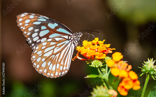Farfalla, tropicale, lepidottero,  © Stefania Loriga