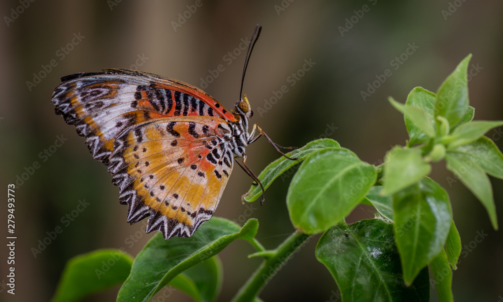 Obraz premium Farfalla, tropicale, lepidottero, 