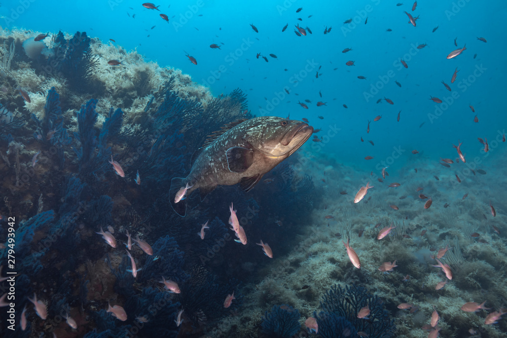 Obraz premium Dusky grouper (Epinephelus marginatus)