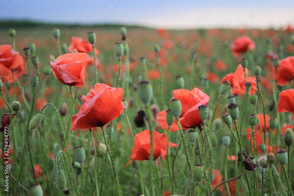 Obraz premium piękne maki