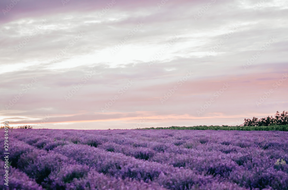 lavender field view lavender field view