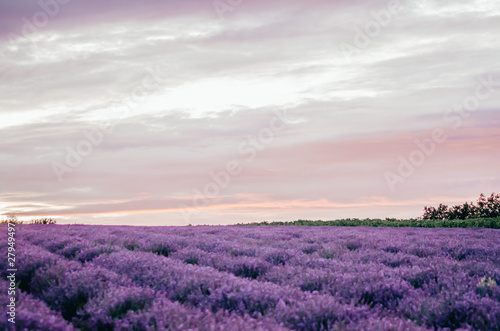 lavender field view