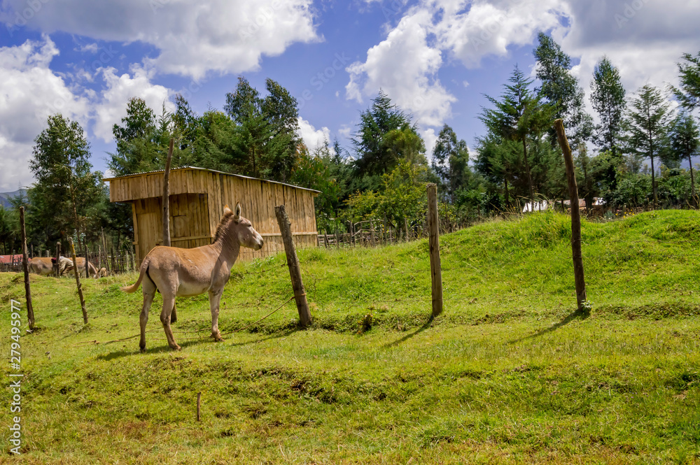 Obraz premium Donkey in the wild near Aberdare Park