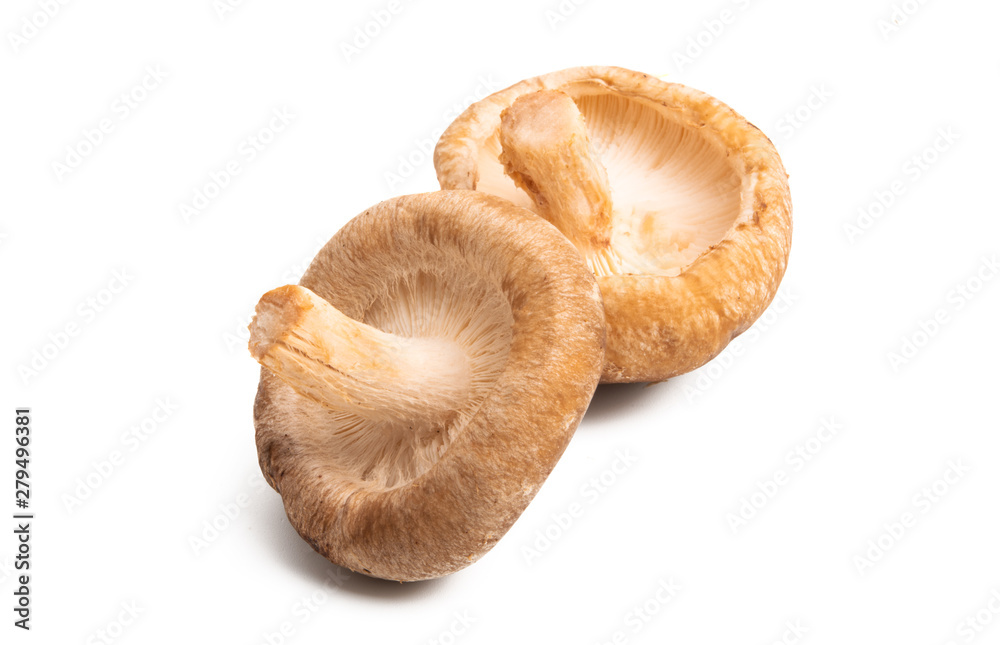 shiitake mushrooms isolated shiitake mushrooms isolated