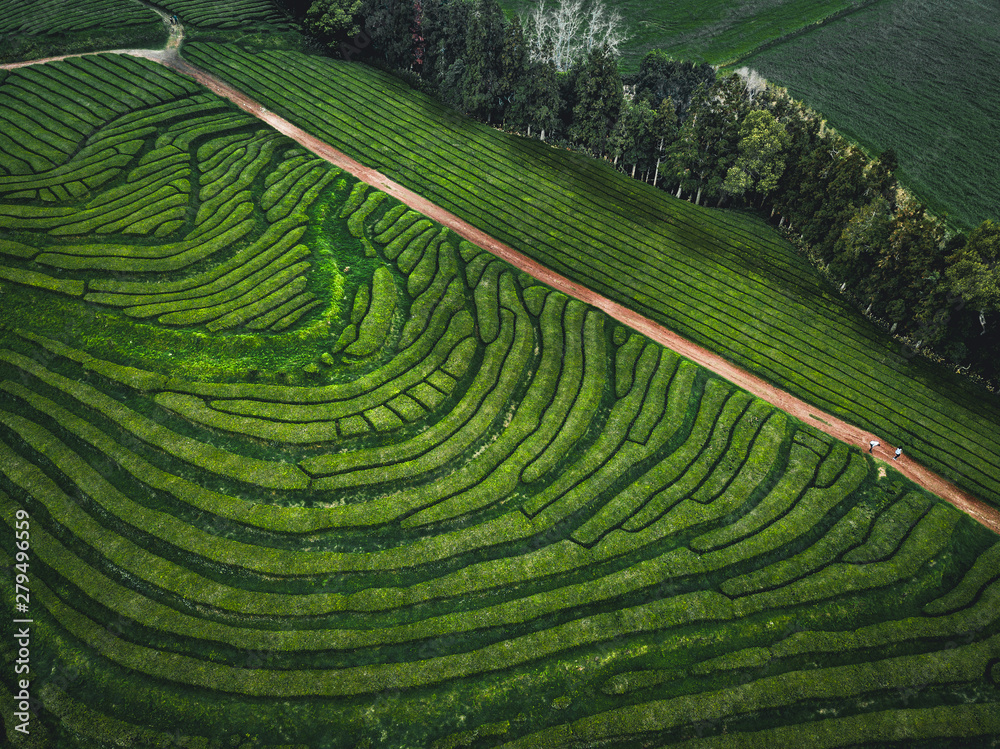 Fototapeta premium Green tea terrace plantation Gorreana in fog from above, drone shot, Azores islands. The oldest, and currently only, tea plantation in Europe. Bird eye view, aerial panoramic view.