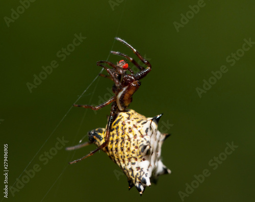 Micrathena gracilis, Spiny Orbweaver spider, hanging on her web strings with a red-eyed fly she caught photo