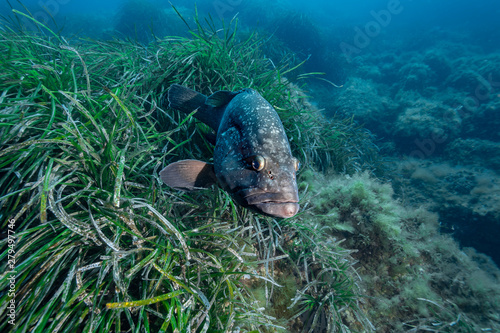 Quadro em tela Dusky grouper (Epinephelus marginatus)
