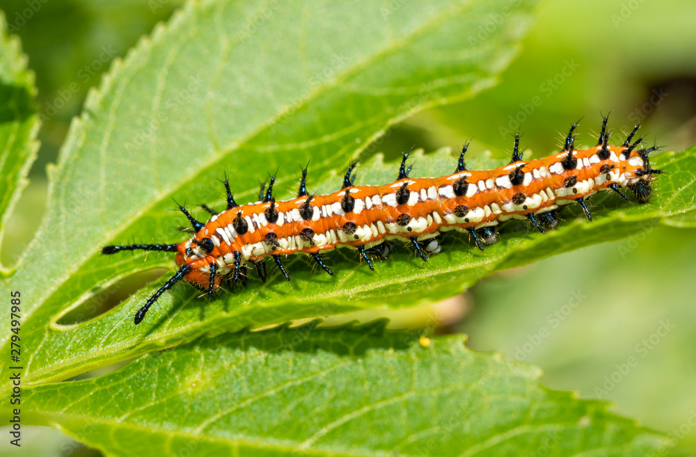 Variegated Fritillary butterfly caterpillar on a leaf of its host plant, the Passion Vine Variegated Fritillary butterfly caterpillar on a leaf of its host plant, the Passion Vine